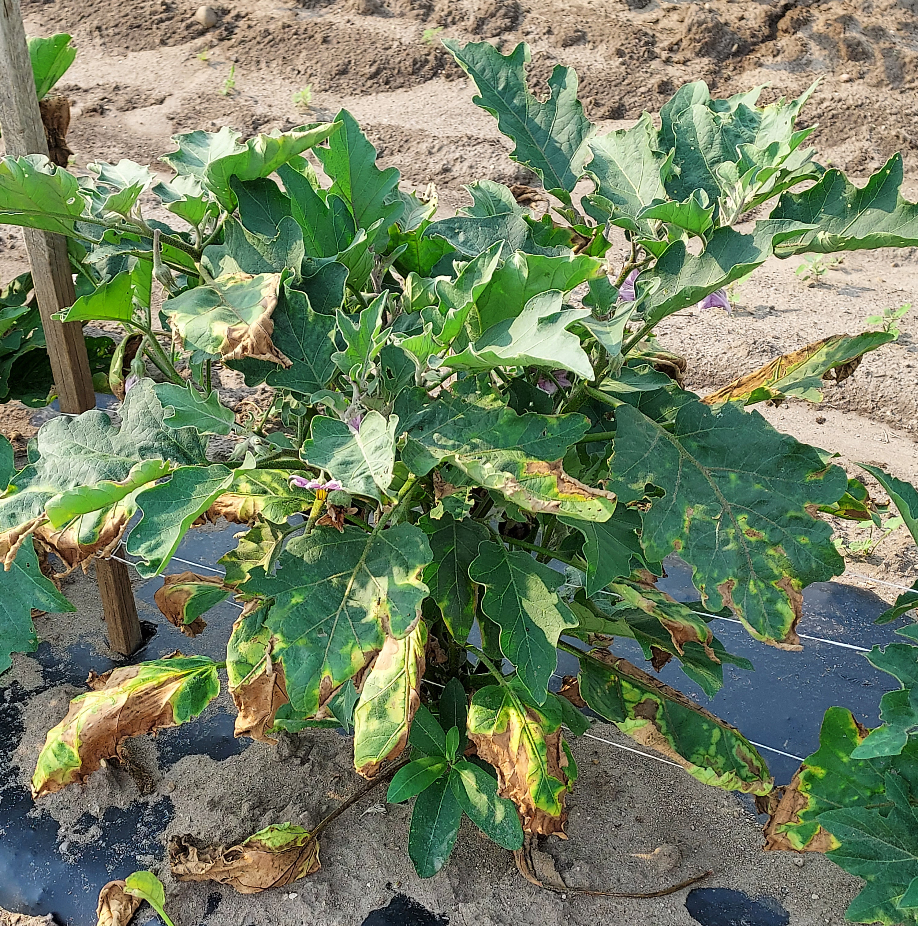 Verticillium on eggplant